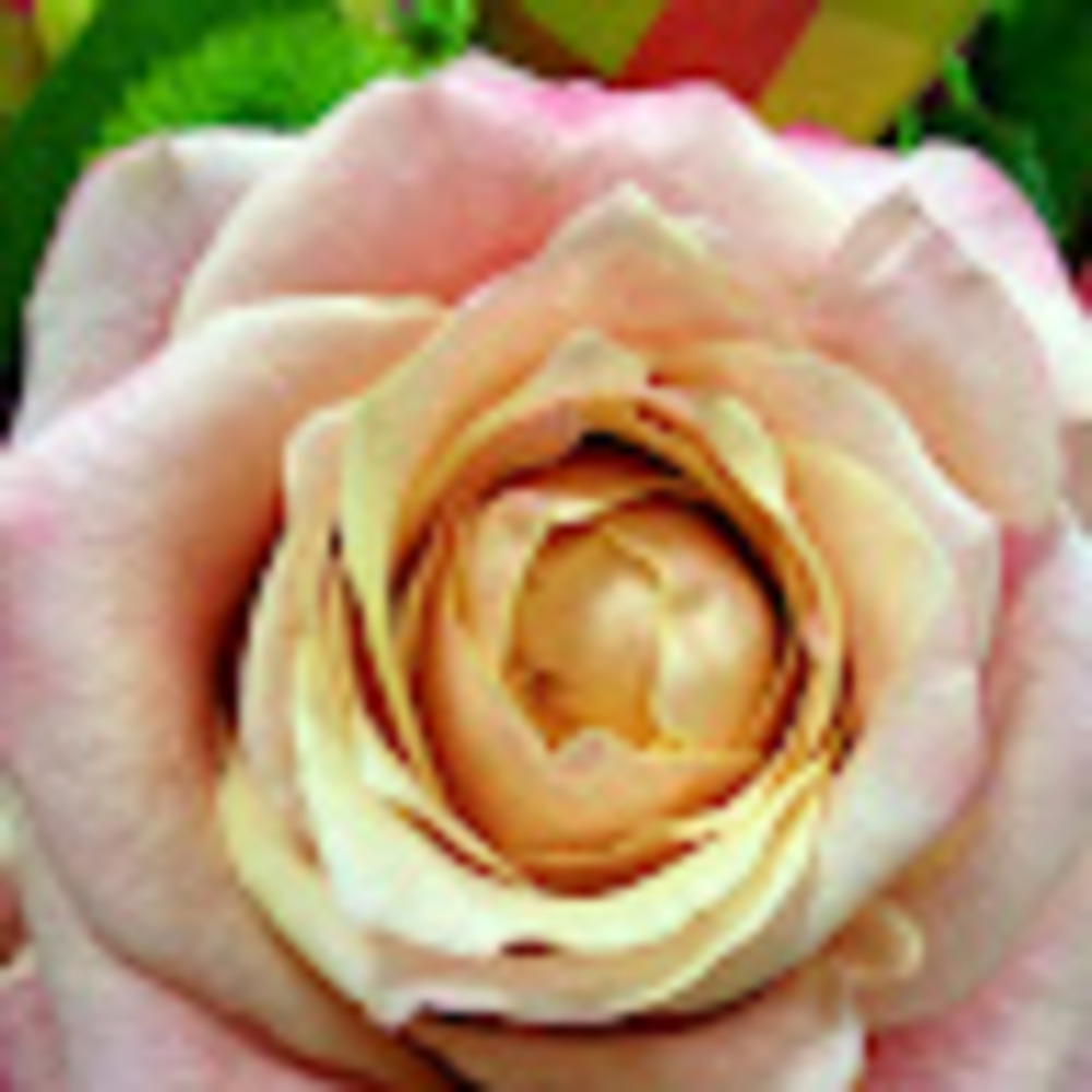 Meet your Posher, Judy